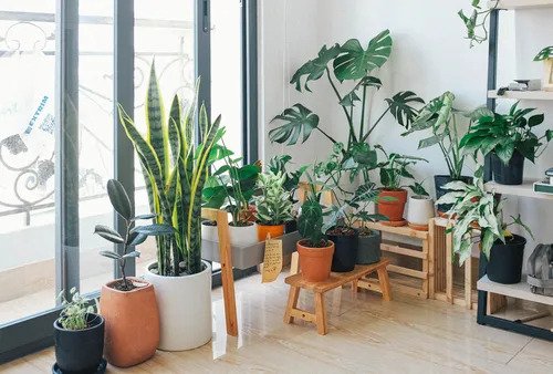Top 10 popular House plants to enhance your house